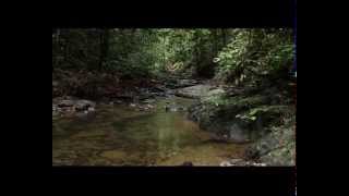 Bruneis Ulu Temburong National Park [upl. by Lorelie]