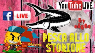 Pesca allo Storione in notturna Live n°1  Punto Pesca [upl. by Enirehtac]