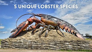 Discovering 5 Unique Lobster Species [upl. by Tannen]