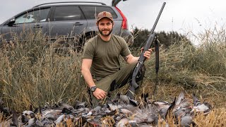 Decoying pigeons with the Browning Maxus II [upl. by Aerdnak]