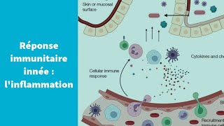 La réponse immunitaire innée  linflammation  Première Spécialité SVT [upl. by Llertnov]