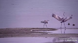 A happy sandhill craneMississippi River 密西西比河 2024 11 04 [upl. by Karlie]