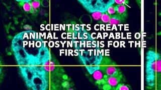 The first animal cells that can perform photosynthesis [upl. by Lauber]