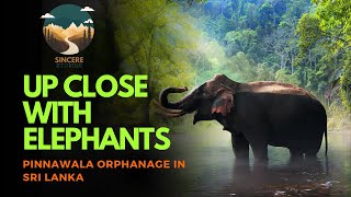 Up Close with Elephants at Pinnawala Orphanage in Sri Lanka 🐘 [upl. by Joell]