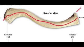 clavicle anatomy [upl. by Tiga]
