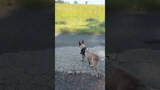 My Red Heeler Cody enjoying roaming in the woods Country Walks are the best [upl. by Hapte269]