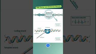 DNA Sense and Antisense Strands shorts [upl. by Cinemod]