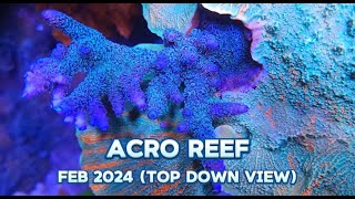 A Dive into the Acro Reef Aquarium Top Down View [upl. by Jeffcott357]