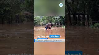 Rescue Efforts Underway as Floods Devastate Elephant Sanctuary in Thailand [upl. by Etnasa886]