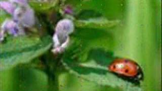 Coccinelle DemoiselleMarienkäfer lied [upl. by Gusta]