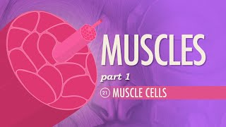 Muscles Part 1  Muscle Cells Crash Course Anatomy amp Physiology 21 [upl. by Bainter]