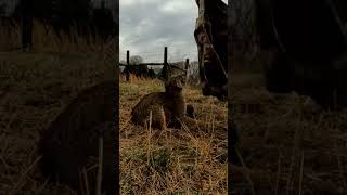 Trying to release angry bobcat pt1 trapping bobcat shorts [upl. by Erastes589]