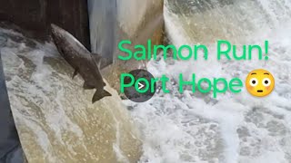 Salmon Run salmonrun nature fishing livestream [upl. by Inaluiak]