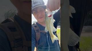 Tiddler bass rdr2 fishing texasoutdoors houston houstontx springcreek [upl. by Kistner]