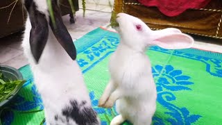 aaj dikki likki bahut khush ho gye🐇😘😘 [upl. by Chee]