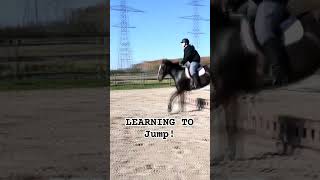 Our Harness Horse Cross Is Learning To Jump newdiscipline carhorse [upl. by Roobbie]