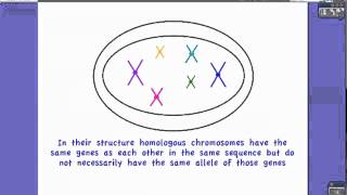 422 Define Homologus Chromosomes [upl. by Hadias]