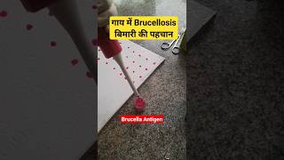 RBPT test  Diagnosis of Brucellosis in Cattle shorts youtubeshorts viralvideo trending cow [upl. by Curson526]