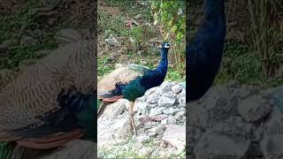 beautiful peacock 🦚birdbirdlovers [upl. by Vigen910]