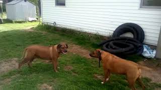 1 male Rhodesian ridgeback barking and 2 female Rhodesian ridgebacks playing [upl. by Airtemak865]