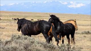 Wild Stallions fighting 2 [upl. by Pappas]