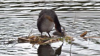 Grebes and chicks preening [upl. by Enitsud]