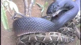 Repugnante Una Serpiente Clelia se come a una Bothrops [upl. by Asiole]