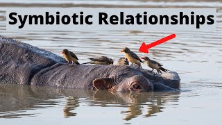 Examples of Symbiotic Relationships in Nature [upl. by Cindra567]