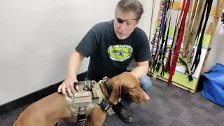 How to put on a tactical dog harness [upl. by Alethia]