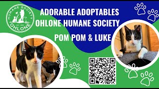 Adorable Adoptables Adoption Options Featuring Playful Pom Pom and Luke [upl. by Gardell]