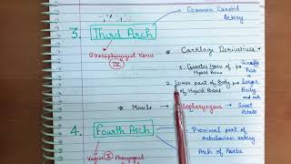 Pharyngeal Arch Mnemonic  Part 3 [upl. by Ralyt]