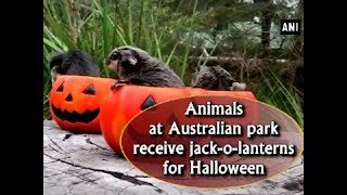 Animals at Australian park receive jackolanterns for Halloween  ANI News [upl. by Garry]