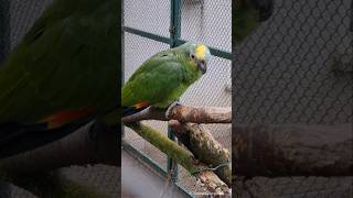 Amazona Amazonica  Venezuelaamazone Tierpark  Birkenheide [upl. by Juliane613]