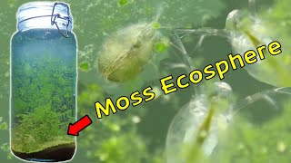 Aquatic Moss Ecosphere  1 Month Update Christmas Moss  Vesicularia montagnei [upl. by Adnorrehs]