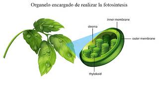 Metabolismo y Fotosíntesis [upl. by Nerti]