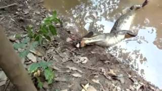 Electric Eel Kills The Alligator  Must See The Alligator Dies [upl. by Yaja846]