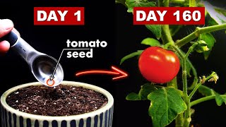 Growing TOMATOES 🍅 From Seed  160 Days Time Lapse [upl. by Annerahs]