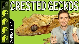 Crested Gecko The Best Pet Reptile [upl. by Peace598]