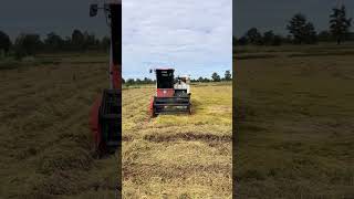 Greatest Activities Start New Harvest Rice By Kubota Harvester DC70PLus Cropping Rice Skills Workers [upl. by Irish]