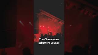 The Chameleons bottomlounge [upl. by Asiret]