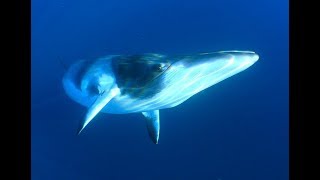 Facts The Minke Whale [upl. by Delainey146]