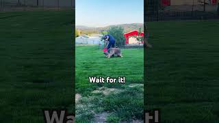 Wicket the Briard  Frisbee Luring zoomies briard fluffydog puppy tricks sheepdog adorable [upl. by Bigford870]