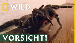 Das ist die giftigste Spinne der Welt  Mai mit Biss [upl. by Alby]