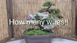 Picea Tanuki Style Bonsai Part1 removing wires [upl. by Rann209]