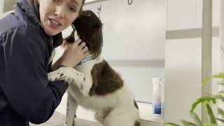 Springer Spaniel Pet Clip  Grooming an adolescent dog [upl. by Naarah489]