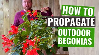 How to propagate a tuberous Begonia plant  Propagation guide of outdoor Begonia plant for gardeners [upl. by Averell]