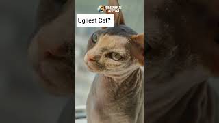 The World’s Ugliest Cat You Decide [upl. by Cupo]