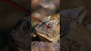 Horned Lizard The Lizard That Shoots Blood from Its Eyes [upl. by Matejka]