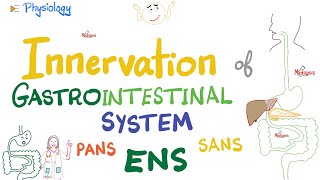 Enteric Nervous System ENS  Myenteric Submucosal plexus  GI Innervation  Nerve Supply of GIT [upl. by Aicilanna]