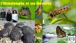 Lhémolymphe et ses mystères [upl. by Ivgnout]